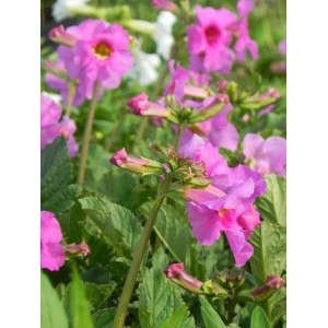 inkarwilla Delavaya (Incarvillea delavayi) - Świat bylin - sklep internetowy