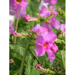 inkarwilla Delavaya (Incarvillea delavayi) - Świat bylin - sklep internetowy