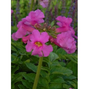 inkarwilla Delavaya (Incarvillea delavayi) - Świat bylin - sklep internetowy