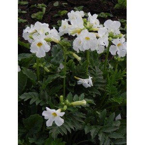 inkarwilla Delavaya (Incarvillea delavayi) Snowtop- Świat bylin - sklep internetowy