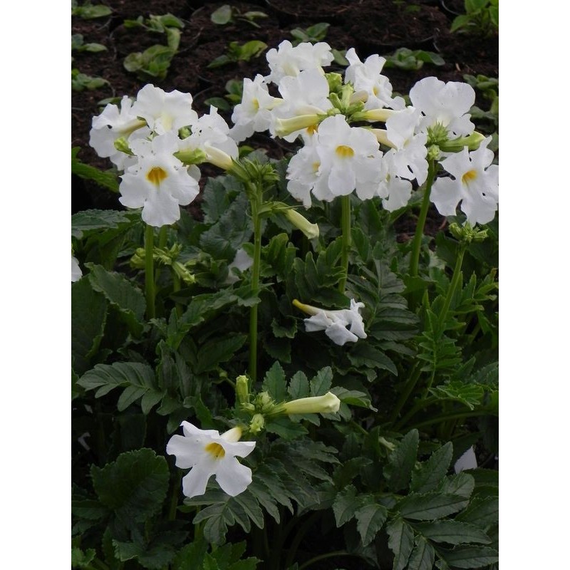 inkarwilla Delavaya (Incarvillea delavayi) Snowtop- Świat bylin - sklep internetowy