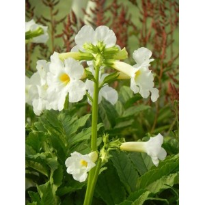 inkarwilla Delavaya (Incarvillea delavayi) Snowtop- Świat bylin - sklep internetowy