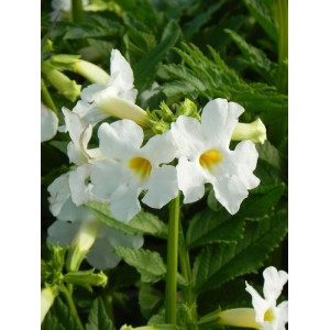 inkarwilla Delavaya (Incarvillea delavayi) Snowtop- Świat bylin - sklep internetowy