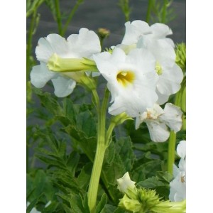 inkarwilla Delavaya (Incarvillea delavayi) Snowtop- Świat bylin - sklep internetowy