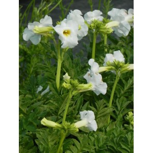 inkarwilla Delavaya (Incarvillea delavayi) Snowtop- Świat bylin - sklep internetowy