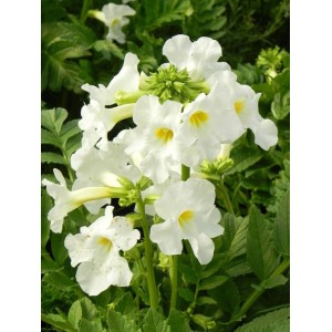 inkarwilla Delavaya (Incarvillea delavayi) Snowtop- Świat bylin - sklep internetowy