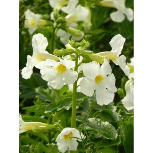 inkarwilla Delavaya (Incarvillea delavayi) Snowtop- Świat bylin - sklep internetowy