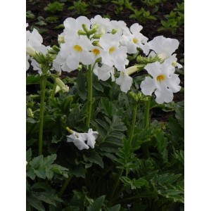 inkarwilla Delavaya (Incarvillea delavayi) Snowtop- Świat bylin - sklep internetowy