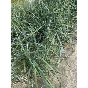 wydmuchrzyca piaskowa (Leymus arenarius) - Świat bylin - sklep internetowy