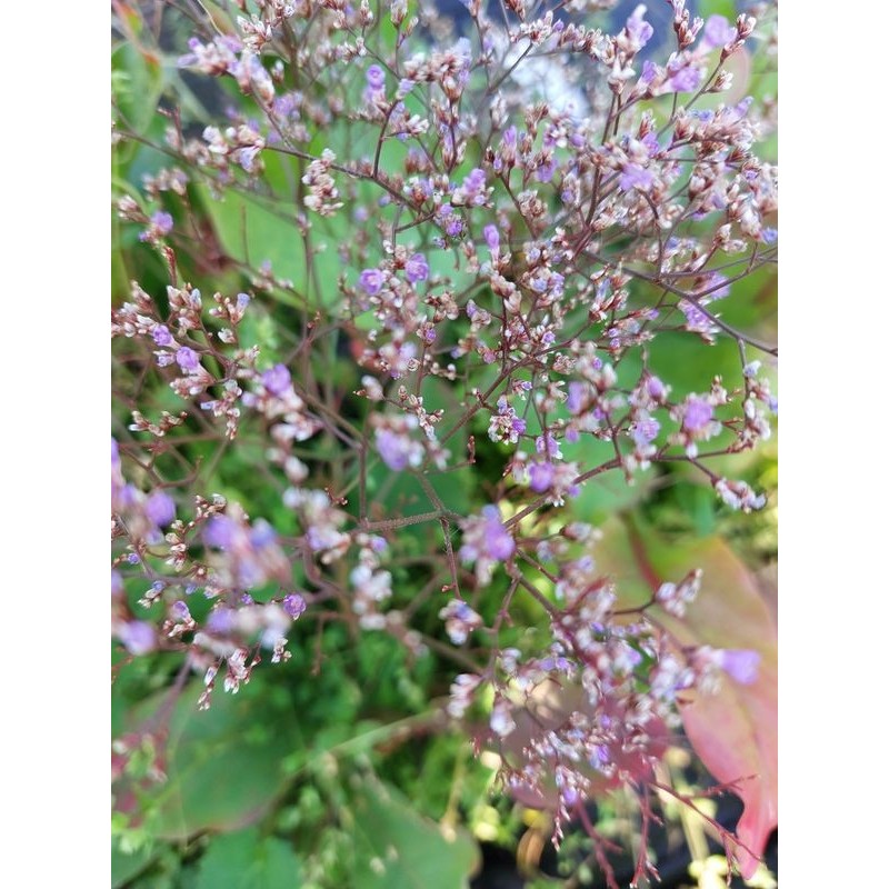zatrwian szerokolistny (Limonium latifolium) - Świat bylin - sklep internetowy