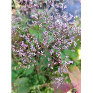 zatrwian szerokolistny (Limonium latifolium) - Świat bylin - sklep internetowy