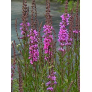 krwawnica rózgowata (Lythrum virgatum) Rose Queen- Świat bylin - sklep internetowy
