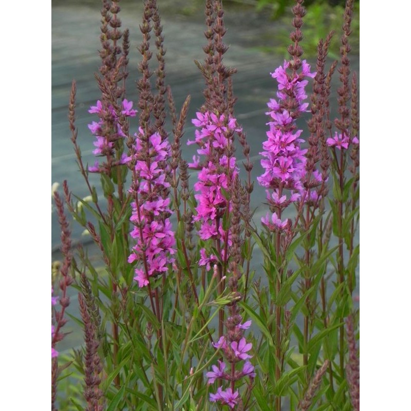 krwawnica rózgowata (Lythrum virgatum) Rose Queen- Świat bylin - sklep internetowy