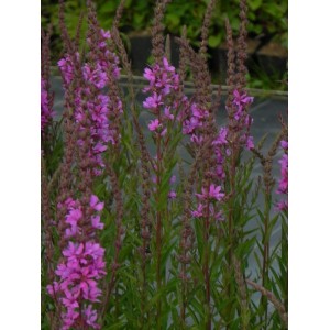 krwawnica rózgowata (Lythrum virgatum) Rose Queen- Świat bylin - sklep internetowy