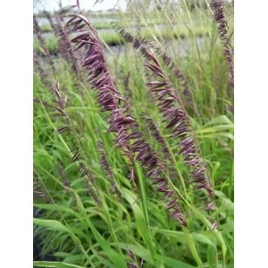 perłówka wyniosła (Melica altissima) Atropurpurea- Świat bylin - sklep internetowy