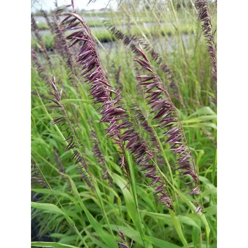 perłówka wyniosła (Melica altissima) Atropurpurea- Świat bylin - sklep internetowy