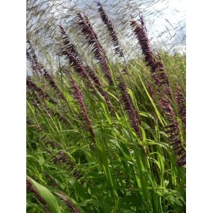 perłówka wyniosła (Melica altissima) Atropurpurea- Świat bylin - sklep internetowy