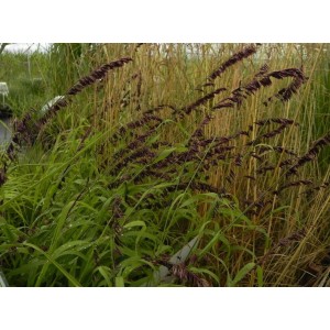 perłówka wyniosła (Melica altissima) Atropurpurea- Świat bylin - sklep internetowy