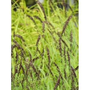 perłówka wyniosła (Melica altissima) Atropurpurea- Świat bylin - sklep internetowy