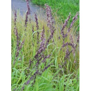 perłówka wyniosła (Melica altissima) Atropurpurea- Świat bylin - sklep internetowy