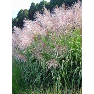miskant chiński (Miscanthus sinensis) Goliath- Świat bylin - sklep internetowy