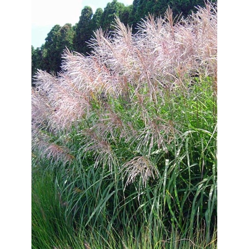 miskant chiński (Miscanthus sinensis) Goliath- Świat bylin - sklep internetowy