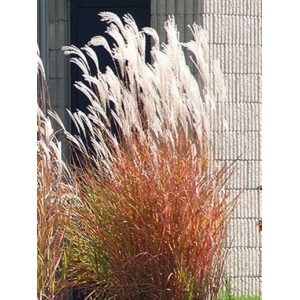 miskant chiński (Miscanthus sinensis) Purpurascens- Świat bylin - sklep internetowy