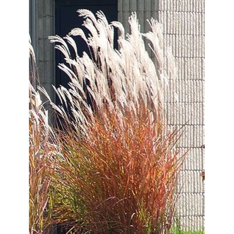 miskant chiński (Miscanthus sinensis) Purpurascens- Świat bylin - sklep internetowy