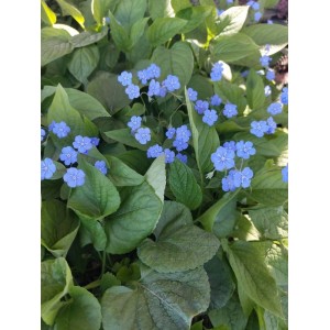 ułudka wiosenna (Omphalodes verna) - Świat bylin - sklep internetowy