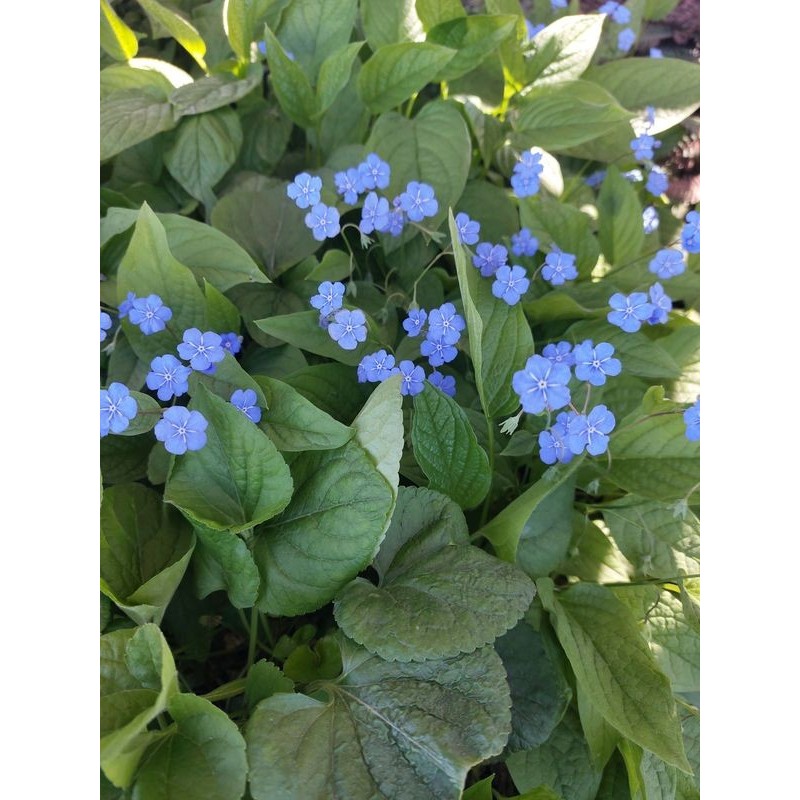 ułudka wiosenna (Omphalodes verna) - Świat bylin - sklep internetowy