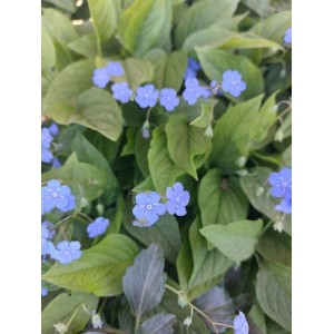 ułudka wiosenna (Omphalodes verna) - Świat bylin - sklep internetowy