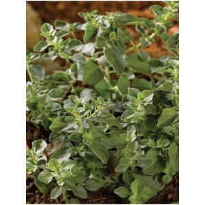 lebiodka pospolita (Origanum vulgare) Hot and Spicy- Świat bylin - sklep internetowy