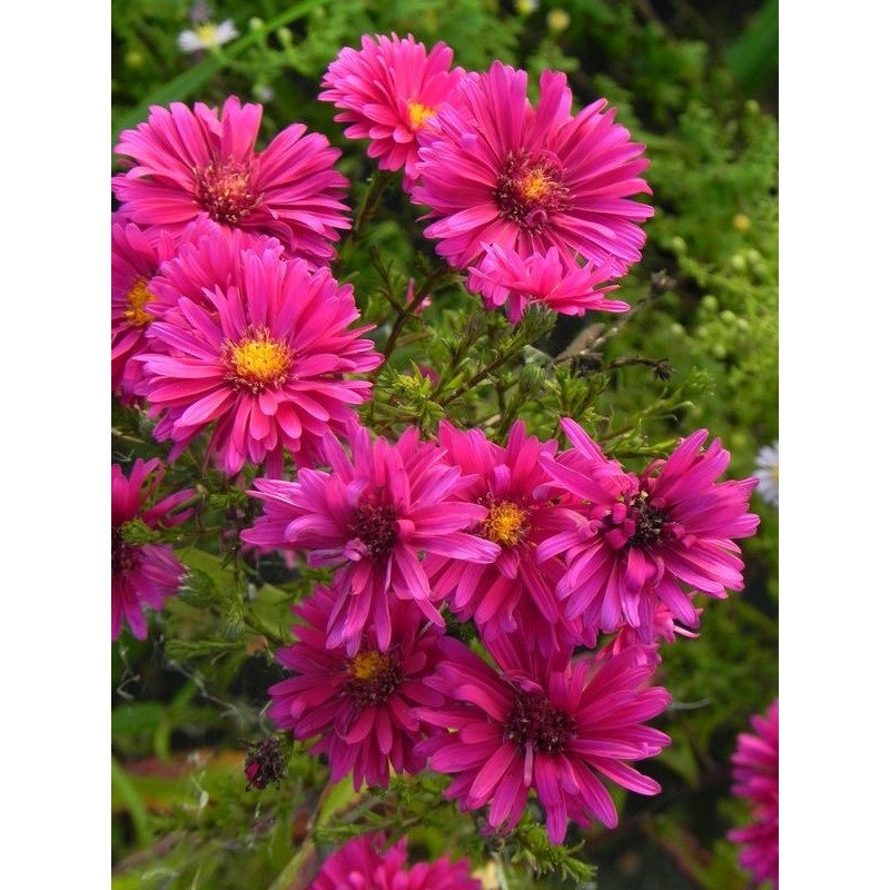 aster nowobelgijski (Aster novi-belgii) Royal Ruby- Świat bylin - sklep internetowy