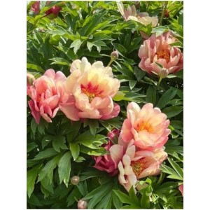 piwonia Itoh (Paeonia Itoh) Magical Mystery Tour- Świat bylin - sklep internetowy