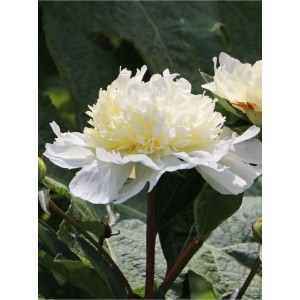 piwonia chińska (Paeonia lactiflora) Charles White- Świat bylin - sklep internetowy