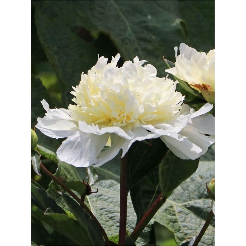 piwonia chińska (Paeonia lactiflora) Charles White- Świat bylin - sklep internetowy