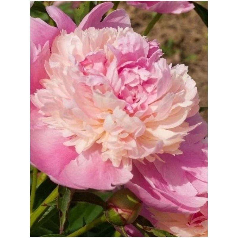piwonia chińska (Paeonia lactiflora) Sorbet- Świat bylin - sklep internetowy