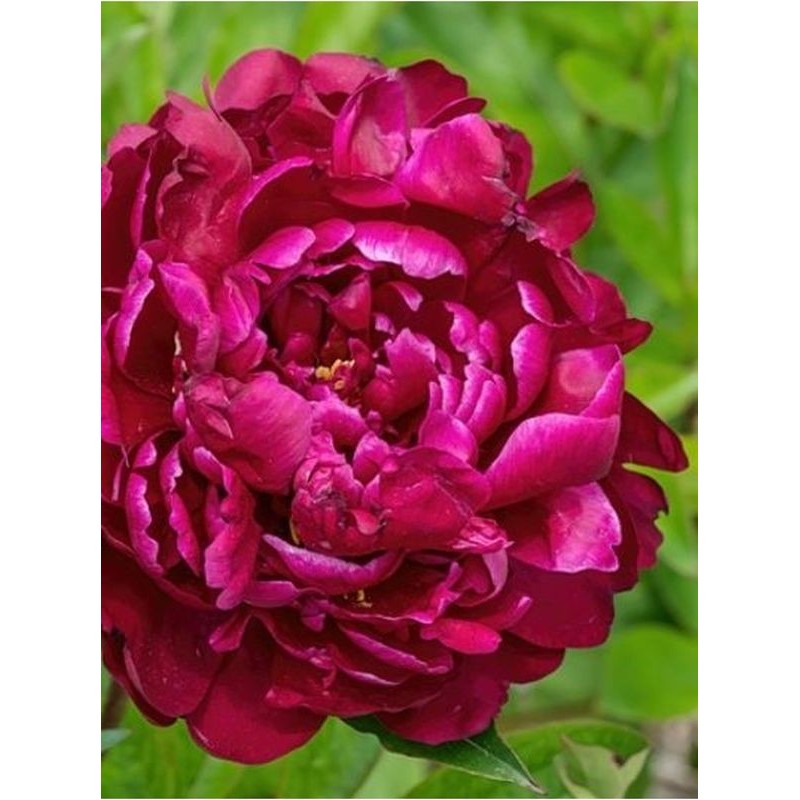 piwonia chińska (Paeonia lactiflora) W. F. Turner- Świat bylin - sklep internetowy