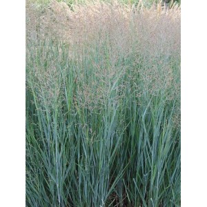 proso rózgowate (Panicum virgatum) Heavy Metal- Świat bylin - sklep internetowy