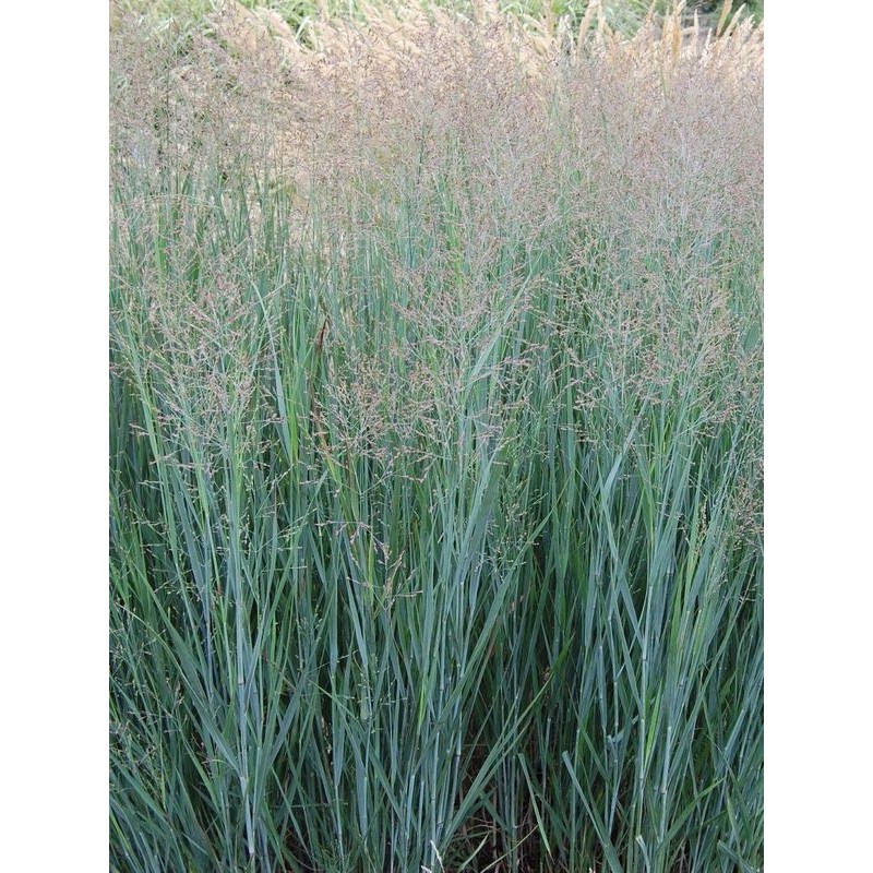 proso rózgowate (Panicum virgatum) Heavy Metal- Świat bylin - sklep internetowy