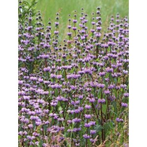 żeleźniak bulwiasty (Phlomis tuberosa) - Świat bylin - sklep internetowy