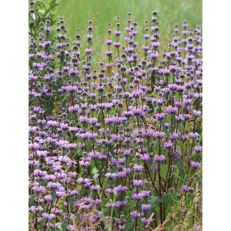 żeleźniak bulwiasty (Phlomis tuberosa) - Świat bylin - sklep internetowy