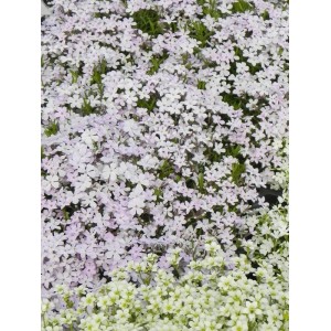 płomyk szydlasty (Phlox subulata) Fabulous White Light Rose- Świat bylin - sklep internetowy