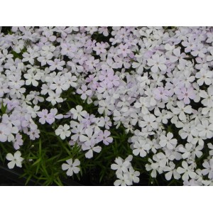 płomyk szydlasty (Phlox subulata) Fabulous White Light Rose- Świat bylin - sklep internetowy