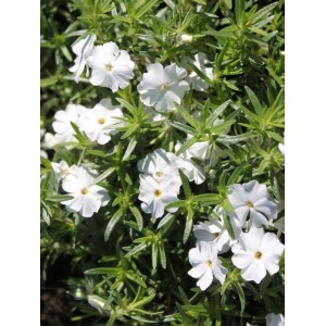 płomyk szydlasty (Phlox subulata) White Delight- Świat bylin - sklep internetowy