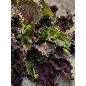 babka zwyczajna (Plantago major) Purple Perversion- Świat bylin - sklep internetowy