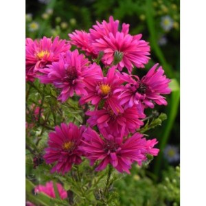 aster nowobelgijski (Aster novi-belgii) Royal Ruby- Świat bylin - sklep internetowy