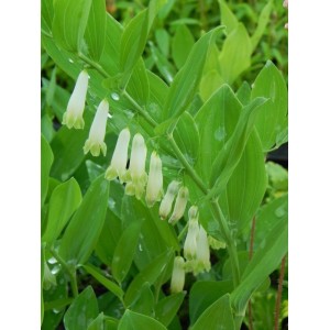 kokoryczka wielokwiatowa (Polygonatum mulltiflorum) - Świat bylin - sklep internetowy