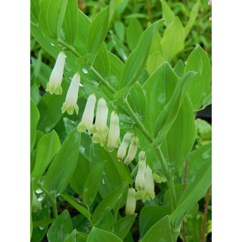kokoryczka wielokwiatowa (Polygonatum mulltiflorum) - Świat bylin - sklep internetowy