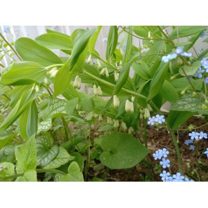 kokoryczka wielokwiatowa (Polygonatum mulltiflorum) - Świat bylin - sklep internetowy